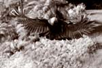 IMG_3312 copy